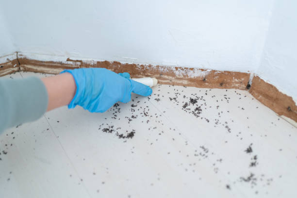 Best Wasp Removal Services  in Faison, NC